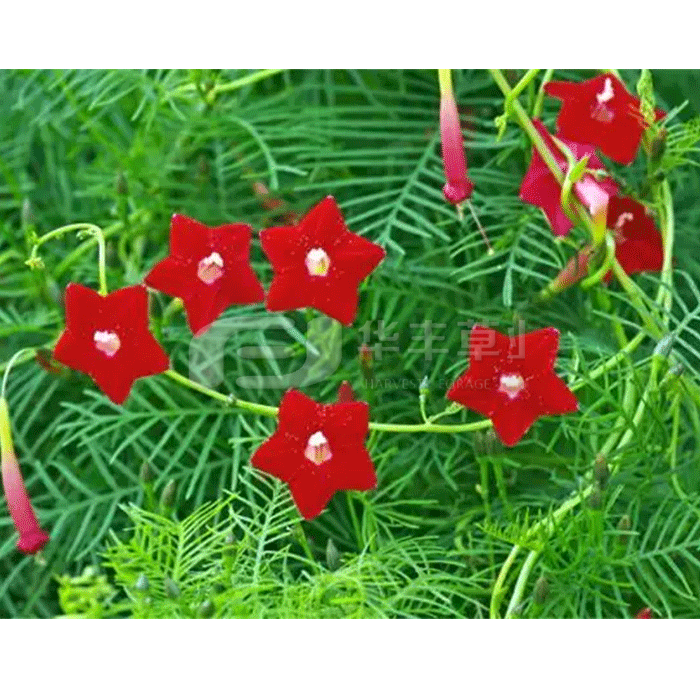 1673478288174075