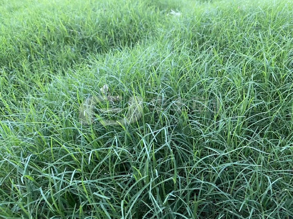 草坪建植的步骤重要分为哪两种？