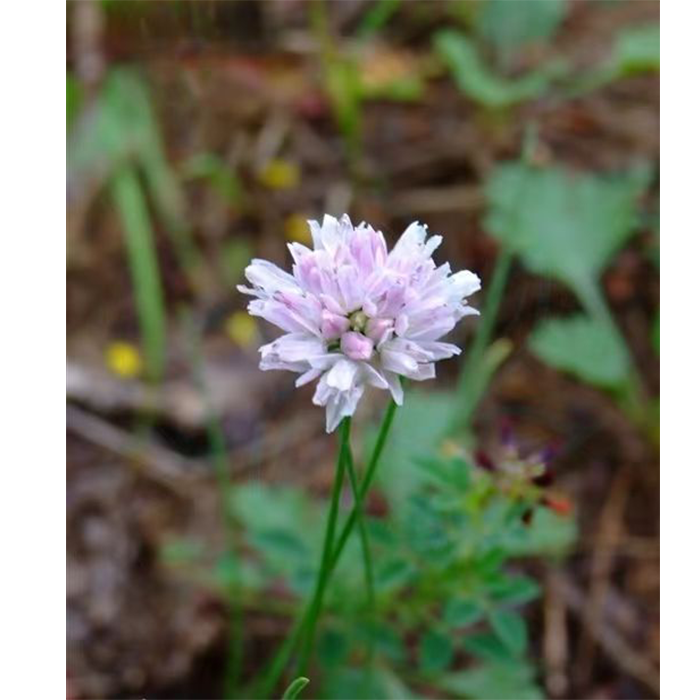 1710814404382700 1710814404382700