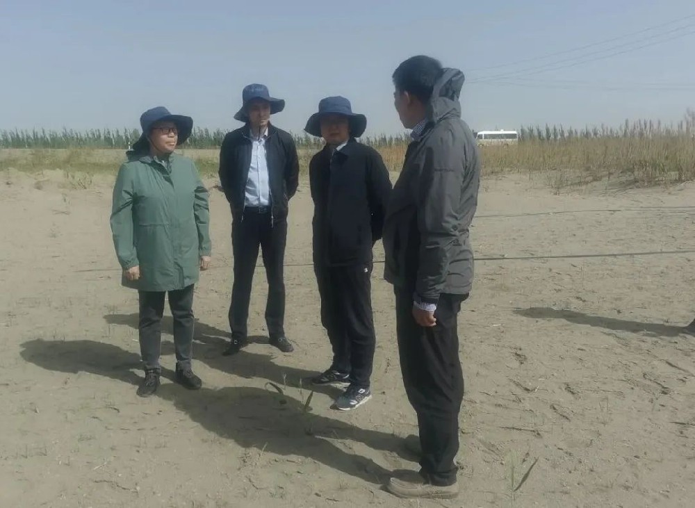 中国科学院曹晨风院士五一期间，不辞劳累，亲临领导“田菁”在戈壁盐碱地种植