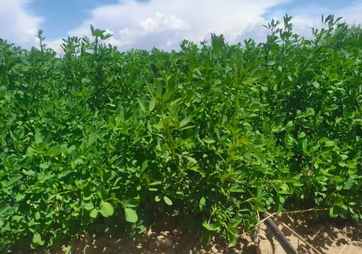 沉磅喜讯！《紫花苜蓿种类抗蚜性钻研及新种类推广利用》荣获甘肃省科技进取三等奖