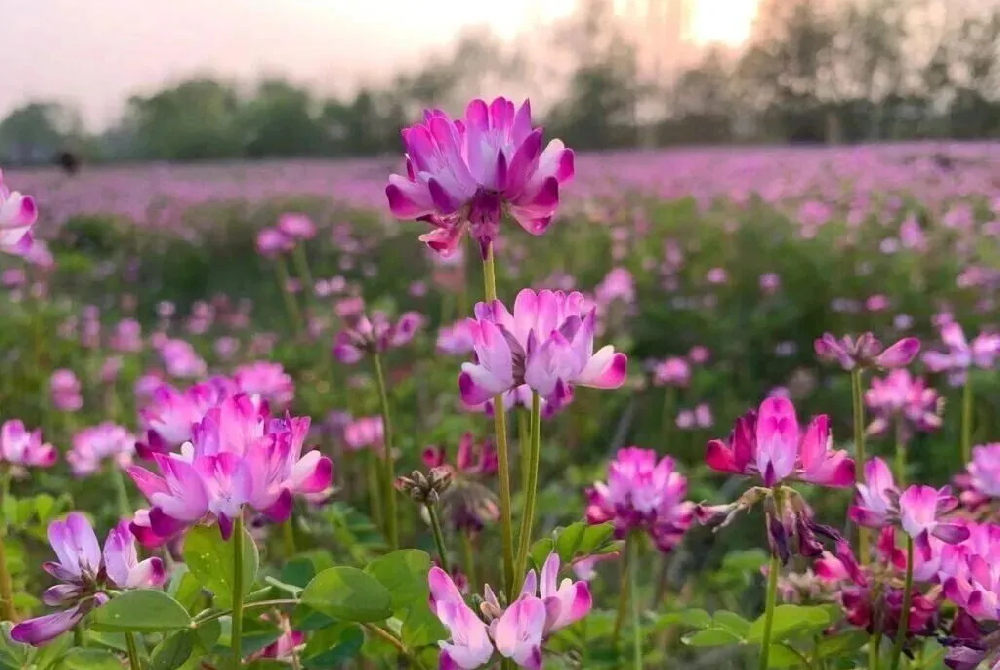 一粒绿肥种子，唤醒一片沃土
